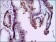 mouse Splunc2 Primary Antibody MP30359 [M1F12]