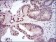 FOS Primary Antibody MP30360 [M2G2]