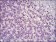FOS Primary Antibody MP30360 [M2G2]