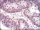 NCK1 Primary Antibody MP30362 [M5B7]