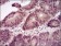 mouse Lplunc1 Primary Antibody MP30364 [M4H2]