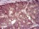 EIF4B Primary Antibody MP30365 [M1F5]