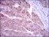 NOS2 Primary Antibody MP30368 [M4E5]