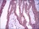 NOS2 Primary Antibody MP30368 [M4E5]