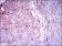 RAB4A Primary Antibody MP30370 [M4E11]