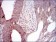 MELK Primary Antibody MP30374 [M2G2]