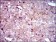 SHH Primary Antibody MP30375 [M5H4]
