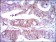 LPA Primary Antibody MP30380 [M4H1]