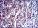 DCX Primary Antibody MP30381 [M2G5]