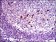 TGFb1 Primary Antibody MP30383 [M7F6]