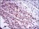 E2F1 Primary Antibody MP30384 [M8G9]