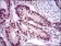 E2F1 Primary Antibody MP30384 [M8G9]