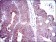 DLL4 Primary Antibody MP30386 [M4A11F8]