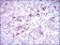 INCENP Primary Antibody MP30388 [M3D2]