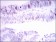 INCENP Primary Antibody MP30388 [M3D2]