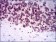 NR6A1 Primary Antibody MP30392 [M4G8]