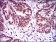 NR6A1 Primary Antibody MP30392 [M4G8]