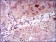 ENO2 Primary Antibody [M5D3]