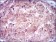 ENO2 Primary Antibody [M5D3]