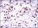 PAX5 Primary Antibody MP30395 [M7D3]