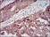 IGF2 Primary Antibody MP30399 [M8H1]