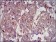 IGF2 Primary Antibody MP30399 [M8H1]