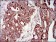 PIK3R1 Primary Antibody MP30402 [M6G10]