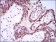 SPIB Primary Antibody MP30404 [M4G5]