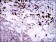 SPIB Primary Antibody MP30404 [M4G5]