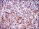 ANXA1 Primary Antibody MP30406 [M2F1]