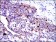ANXA1 Primary Antibody MP30406 [M2F1]
