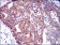 TWF1 Primary Antibody MP30407 [M7C11]