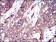 TWF1 Primary Antibody MP30407 [M7C11]