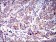 CD6 Primary Antibody MP30410 [M6B9]