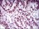 FOXP1 Primary Antibody MP30413 [M6E4]