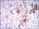SST Primary Antibody MP30416 [M7G5]