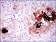 SST Primary Antibody MP30416 [M7G5]
