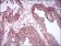 HAS2 Primary Antibody MP30417 [M4E7]