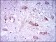 NEFH Primary Antibody MP30420 [M8H10]