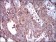 STAT5A Primary Antibody MP30423 [M6D4]
