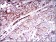 CD59 Primary Antibody MP30428 [M8D2B8]