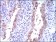 CDKN2A Primary Antibody MP30434 [M1D7D2]