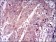KEAP1 Primary Antibody MP30435 [M7G4B10]
