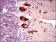 KEAP1 Primary Antibody MP30435 [M7G4B10]