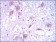 DKK3 Primary Antibody MP30436 [M8A5C6]