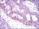 CAMK4 Primary Antibody MP30438 [M8C5B8]
