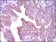 CAMK4 Primary Antibody MP30438 [M8C5B8]
