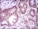 MEF2C Primary Antibody MP30439 [M6H2G2]