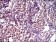 ID2 Primary Antibody MP30450A [M4E12G5]