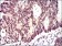 ID2 Primary Antibody MP30450A [M4E12G5]